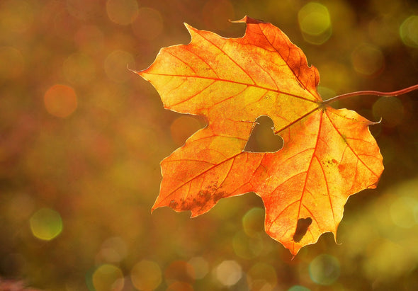 Pumpkin Kisses and Harvest Wishes